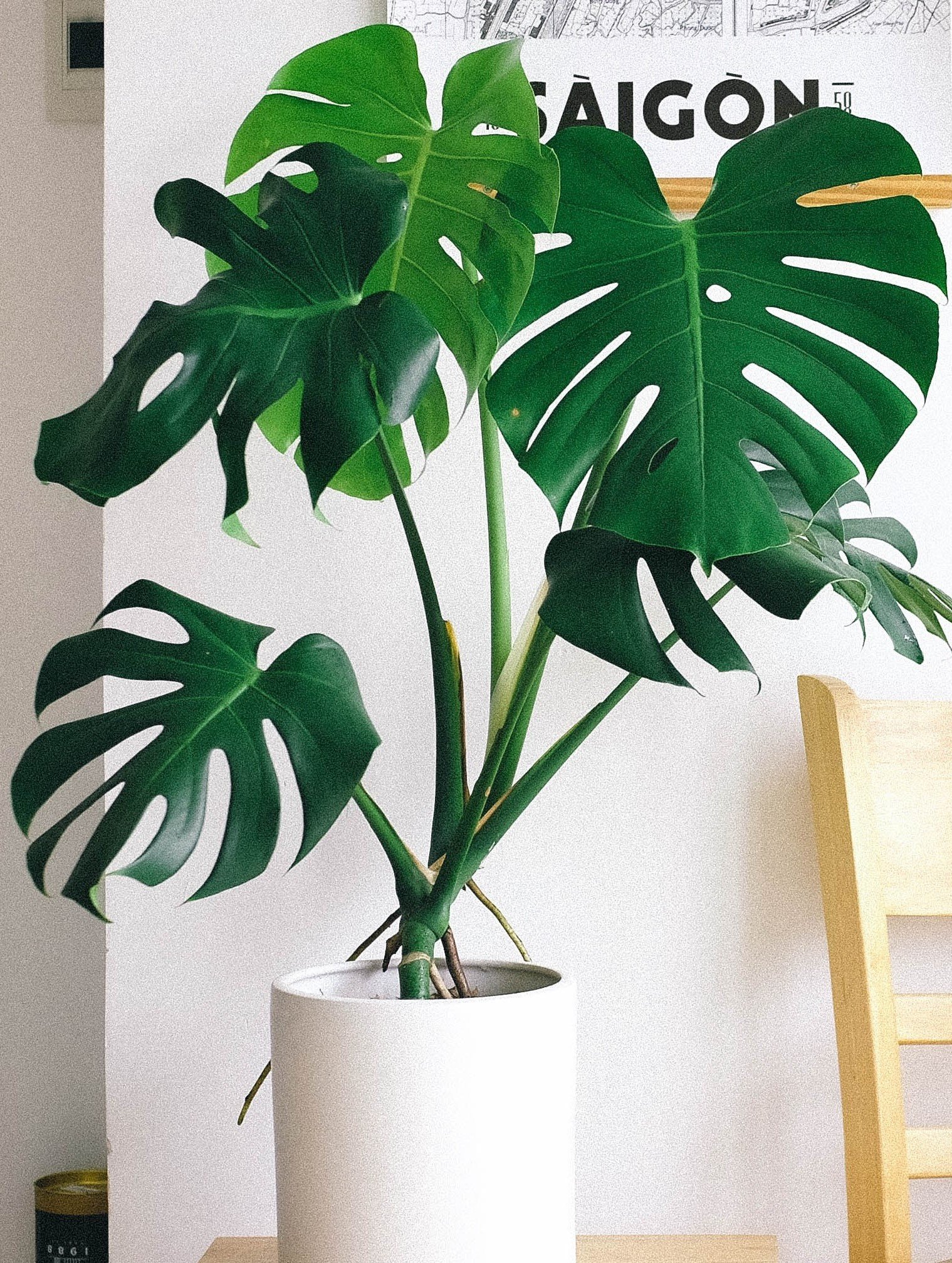 PIANTE DA INTERNO -MONSTERA