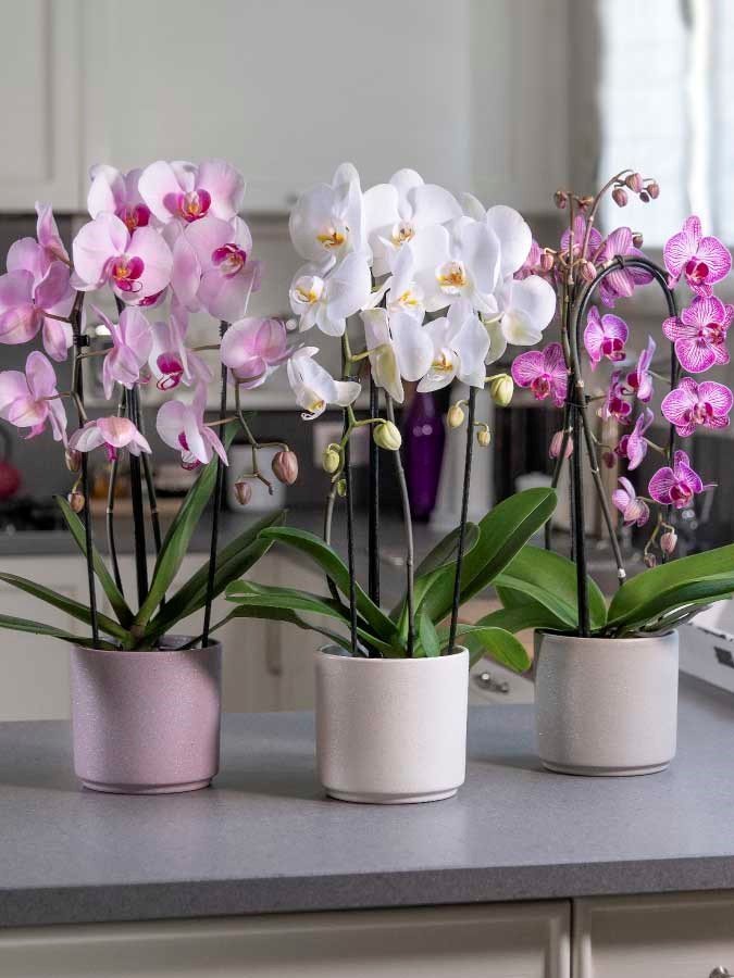 PIANTE DA INTERNO - ORCHIDEA