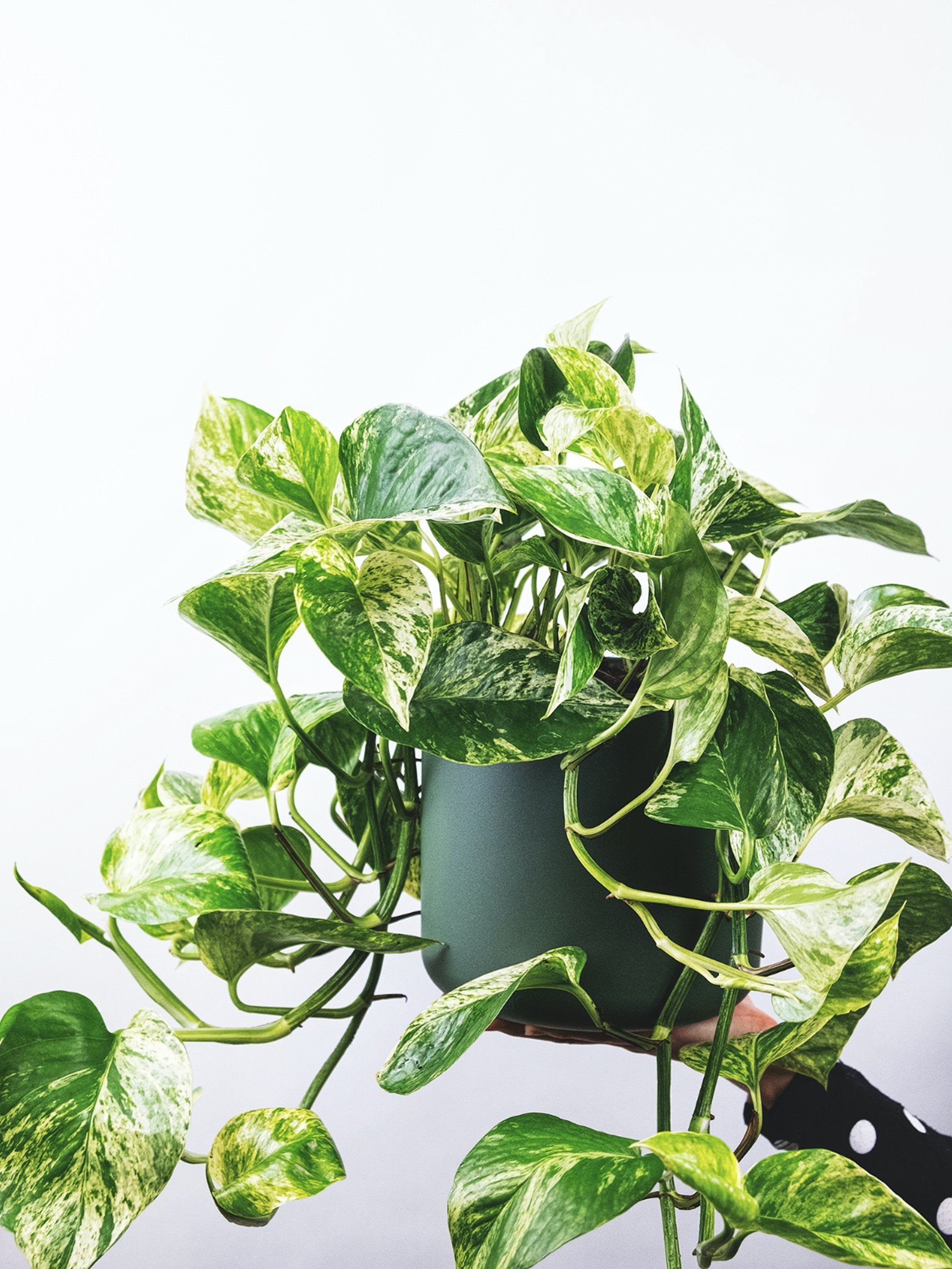 PIANTE DA INTERNO - POTHOS